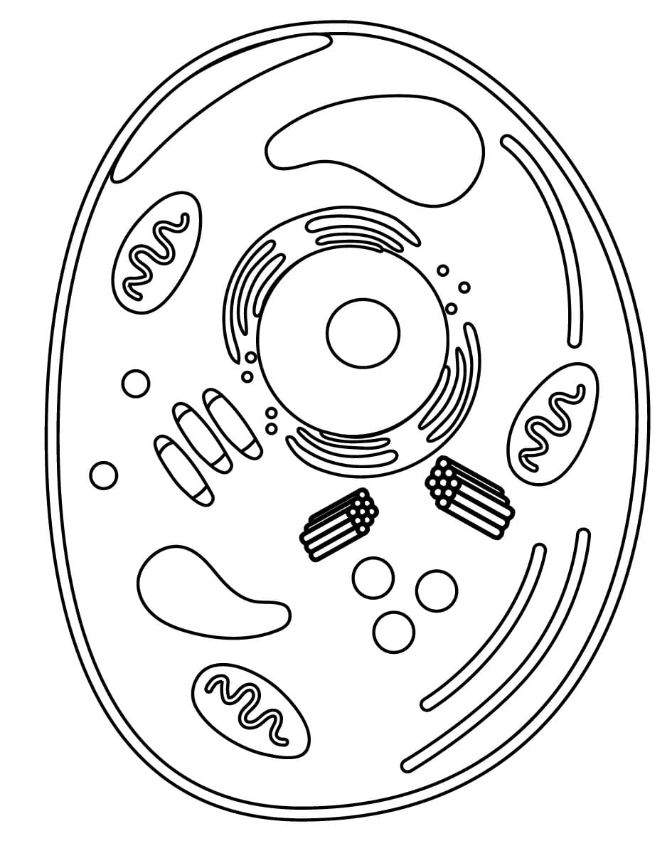 Biology Animal Cell Coloring Page Download Print Or Color Online For Free