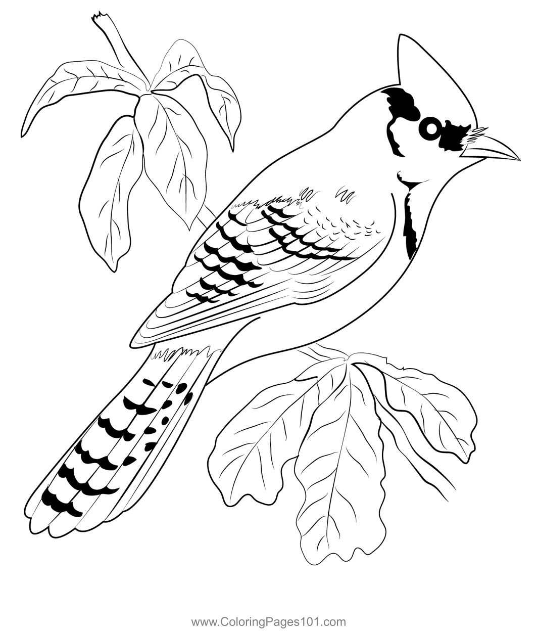Blue Jay 2 Coloring Page For Kids Free Crows Printable Coloring Pages Online For Kids