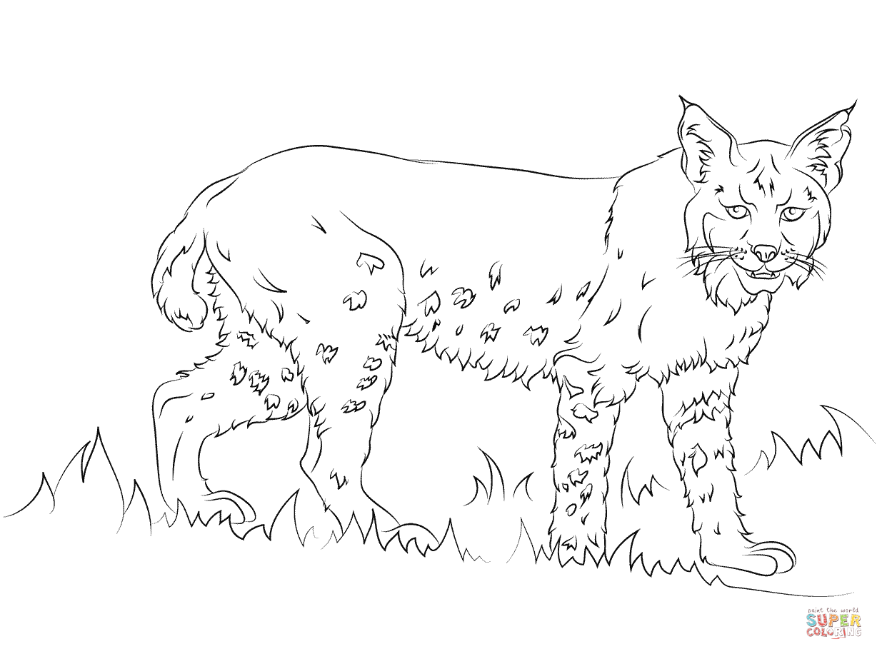 Bobcat Coloring Pages At GetColorings Free Printable Colorings Pages To Print And Color