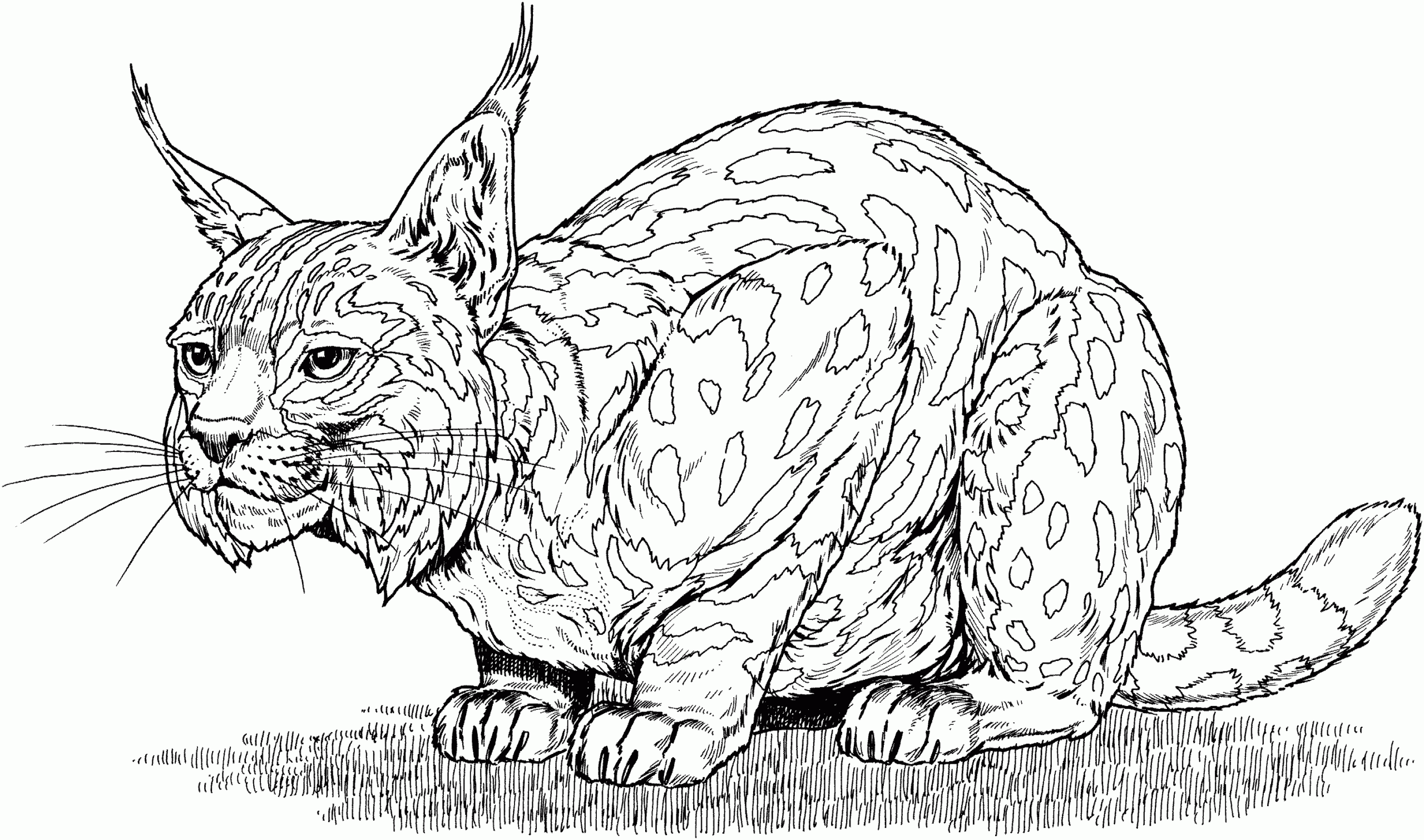 Bobcat Coloring Pages Kidsuki