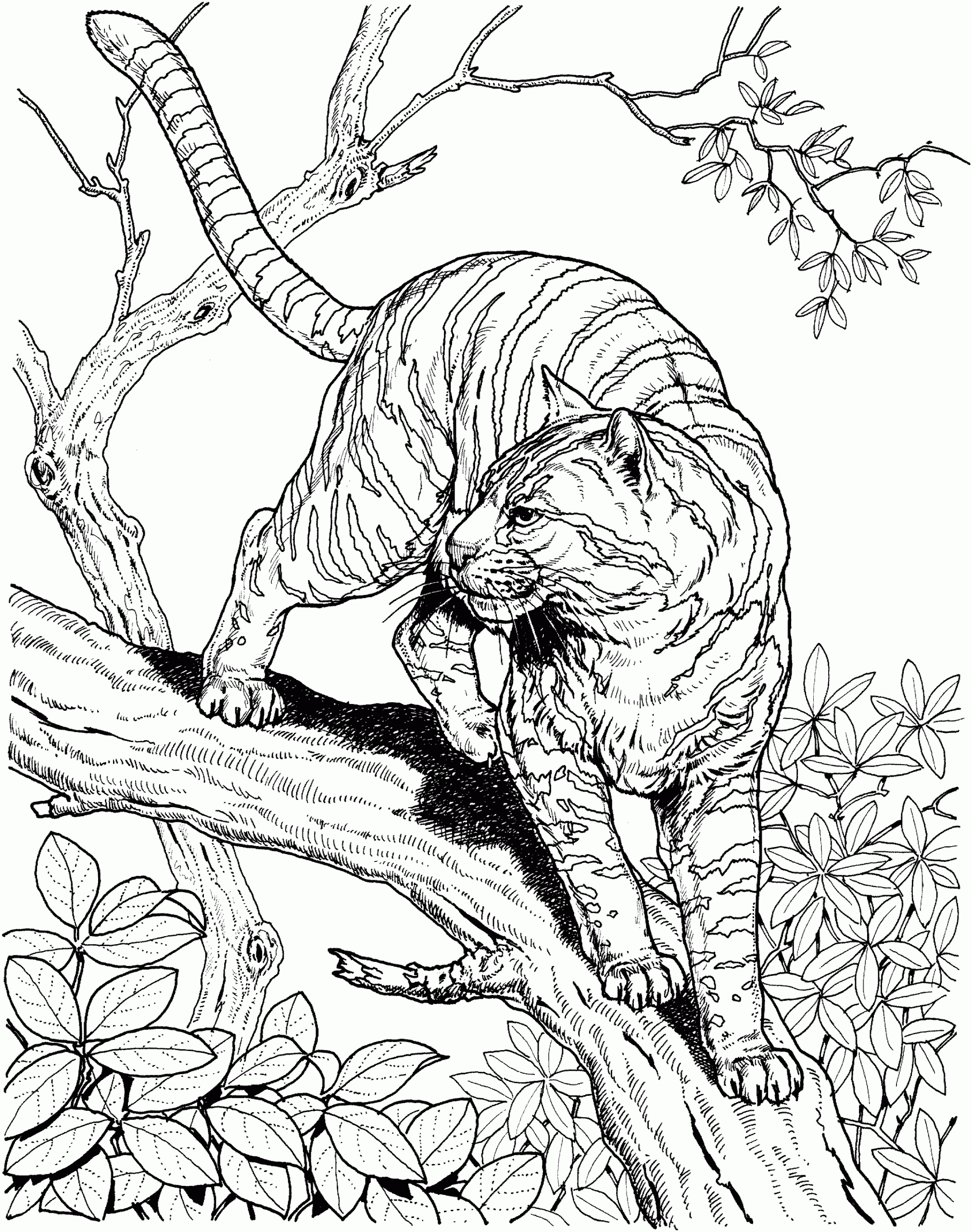Bobcat Coloring Pages