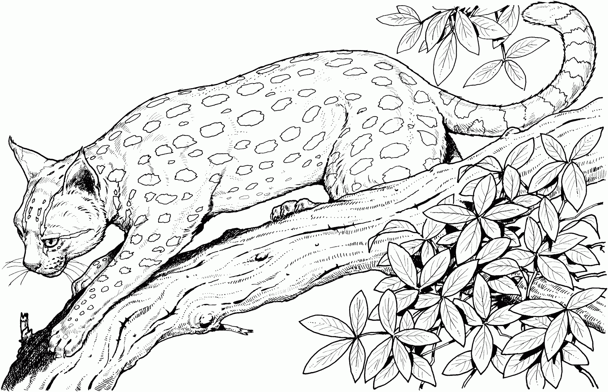 Bobcat Coloring Pages To Download And Print For Free