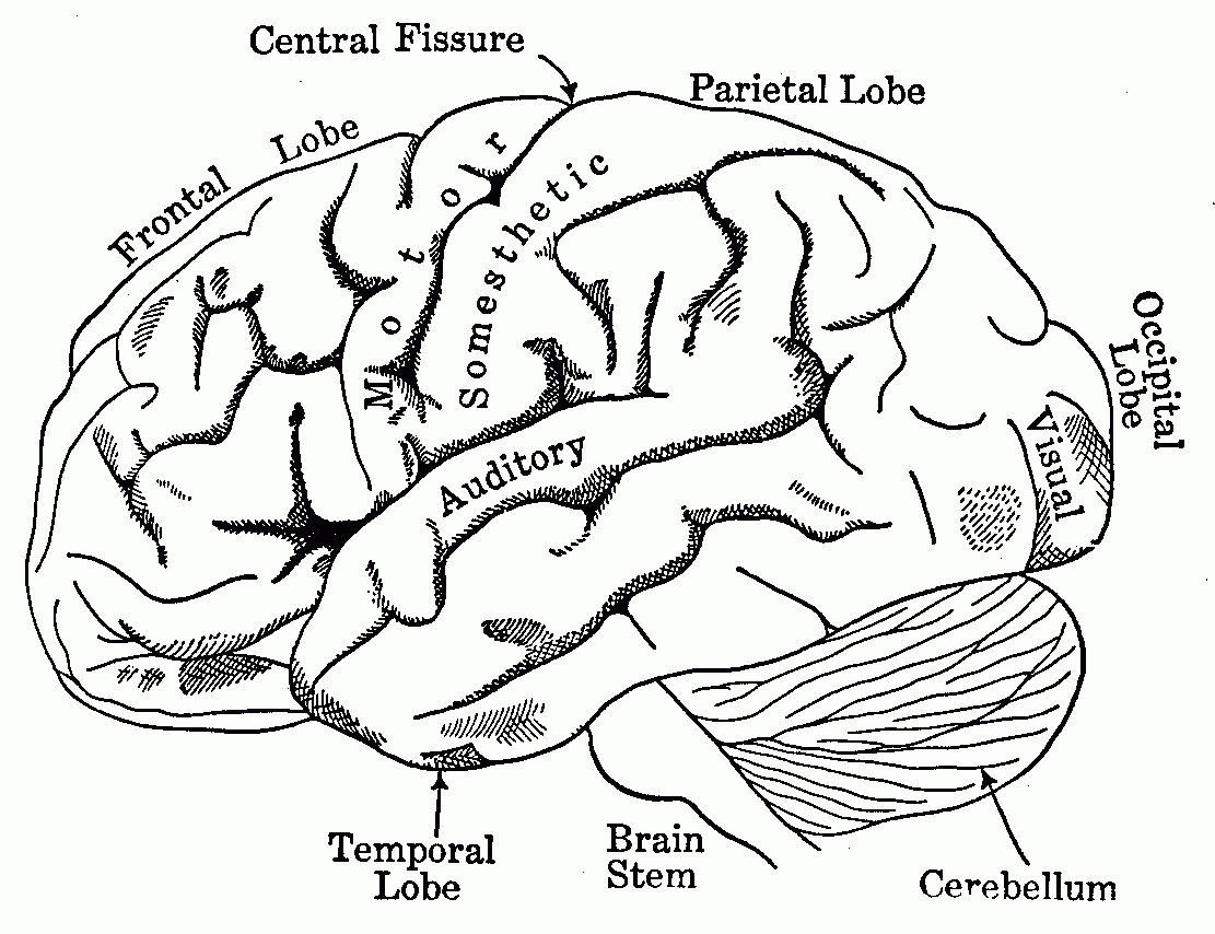 Brain Anatomy Coloring Pages Human Anatomy Diagram Coloring Home