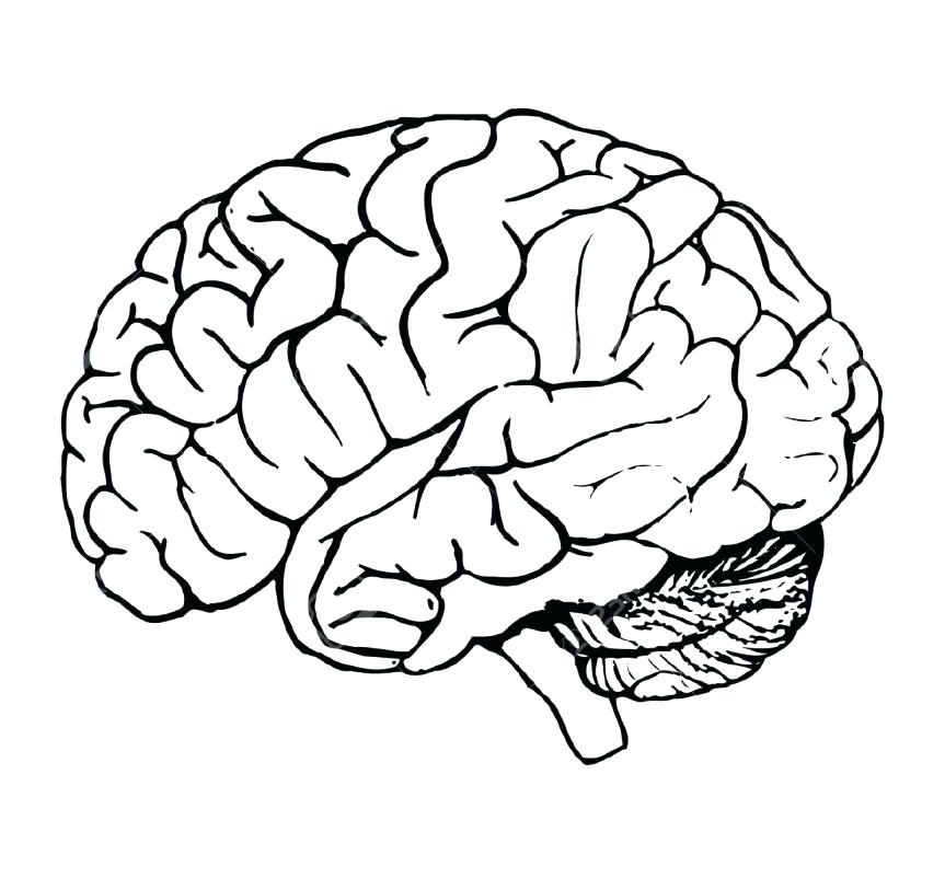 Brain Coloring Human Pages Anatomy Printable Cell Drawing Diagram Para Cerebro Humano Muscle Eye