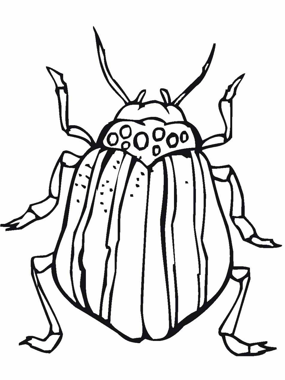 Insects Coloring Page