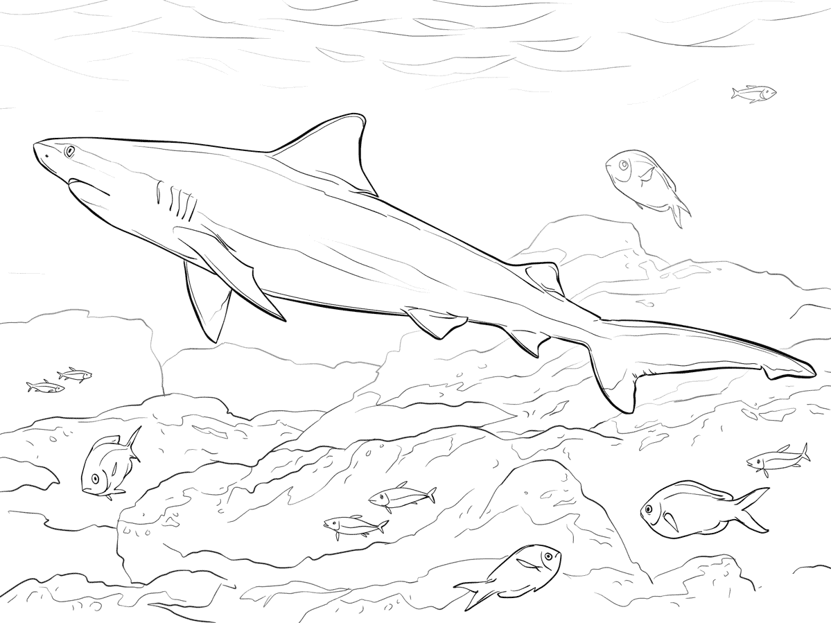 Bull Shark Coloring Page