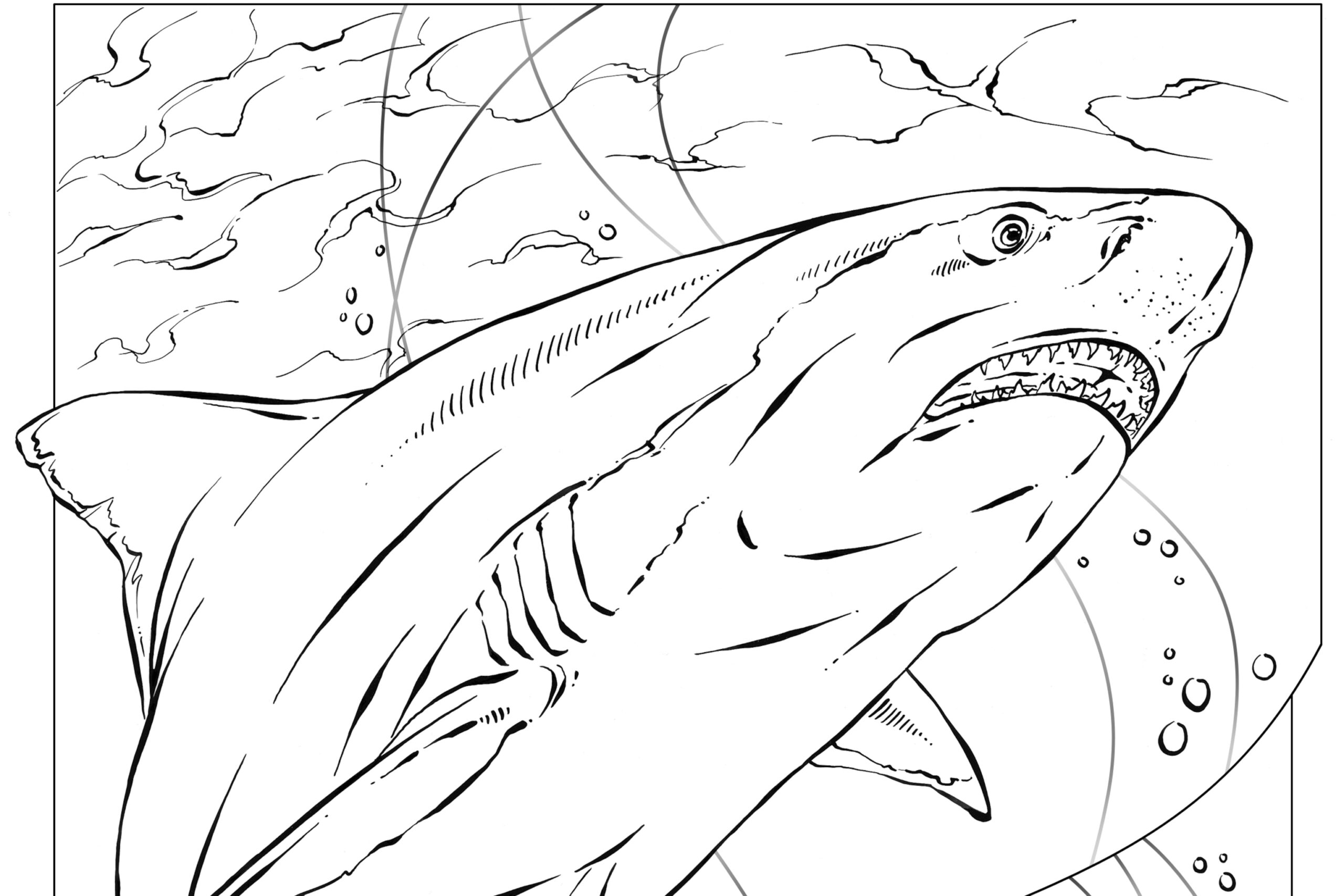 Bull Shark Coloring Pages