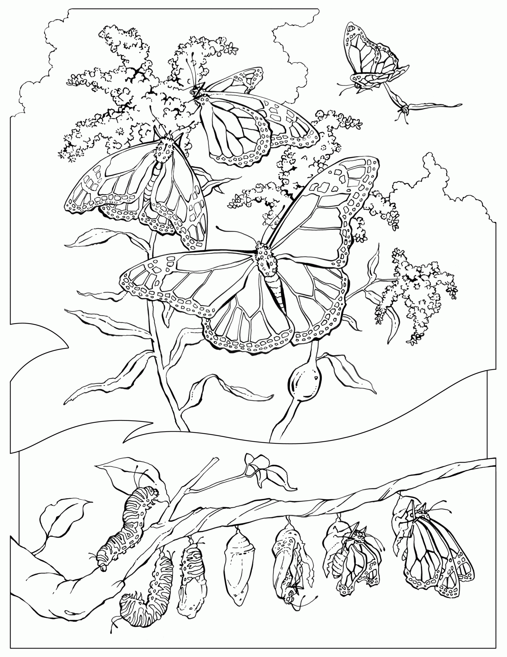 Butterfly Monarch Coloring Pages Color Outline Printable Cliparts Kids Clipart Butterflies