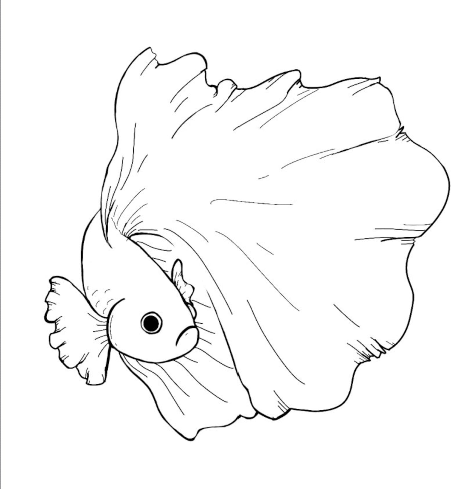 Buy Instant Download Coloring Page Betta Fish 4 Page PDF Online In India Etsy
