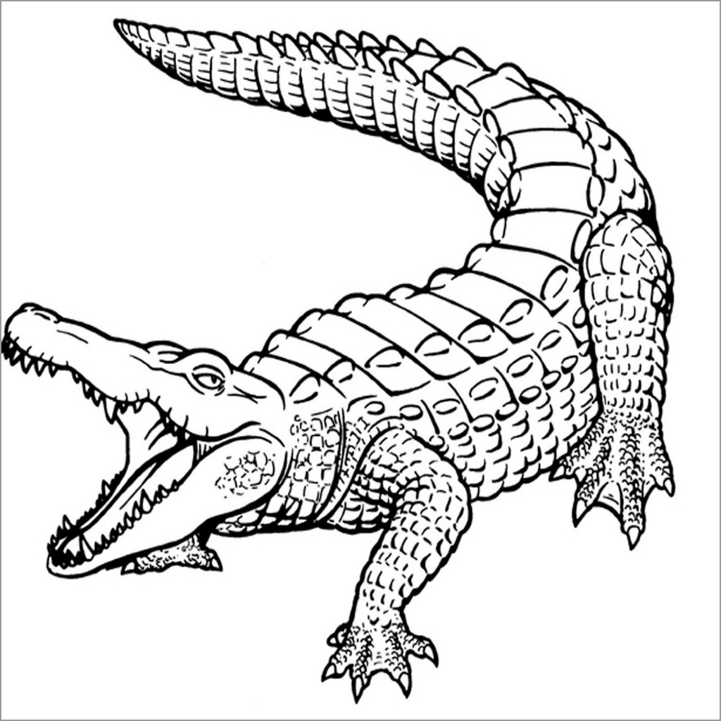 Caiman Coloring Pages ColoringBay
