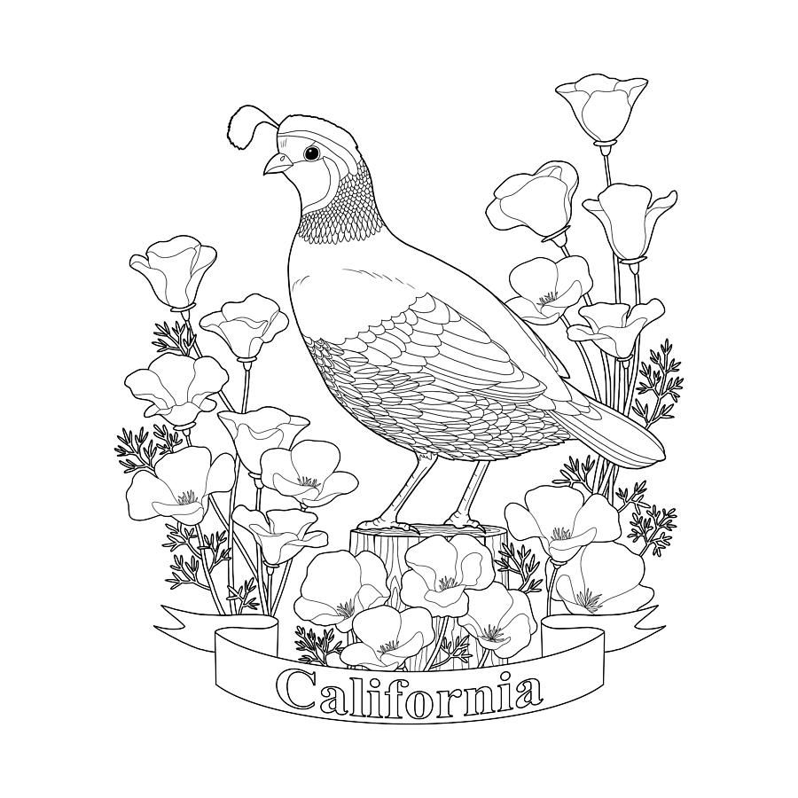 California State Bird And Flower Coloring Page By Crista Forest