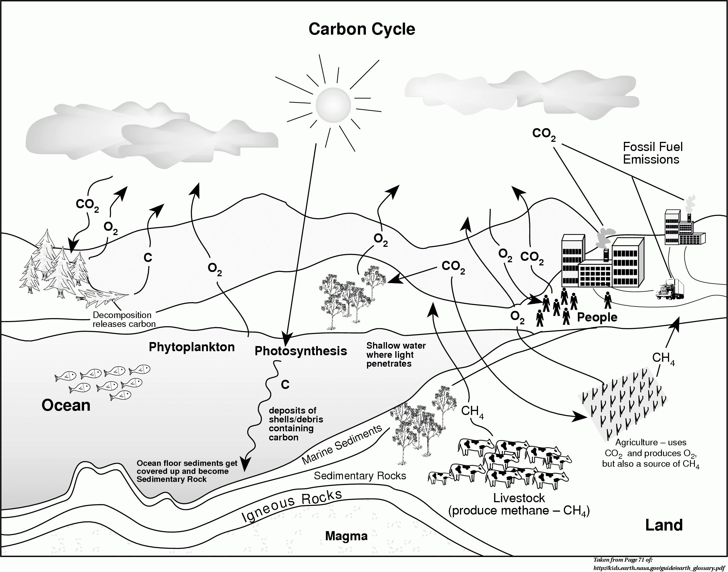 Carbon Cycle Coloring Page