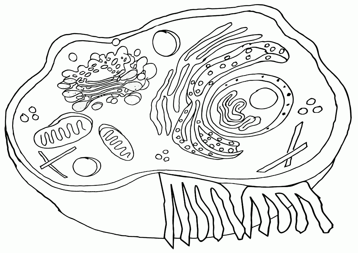 Cell Structure Coloring Pages To Download And Print For Free