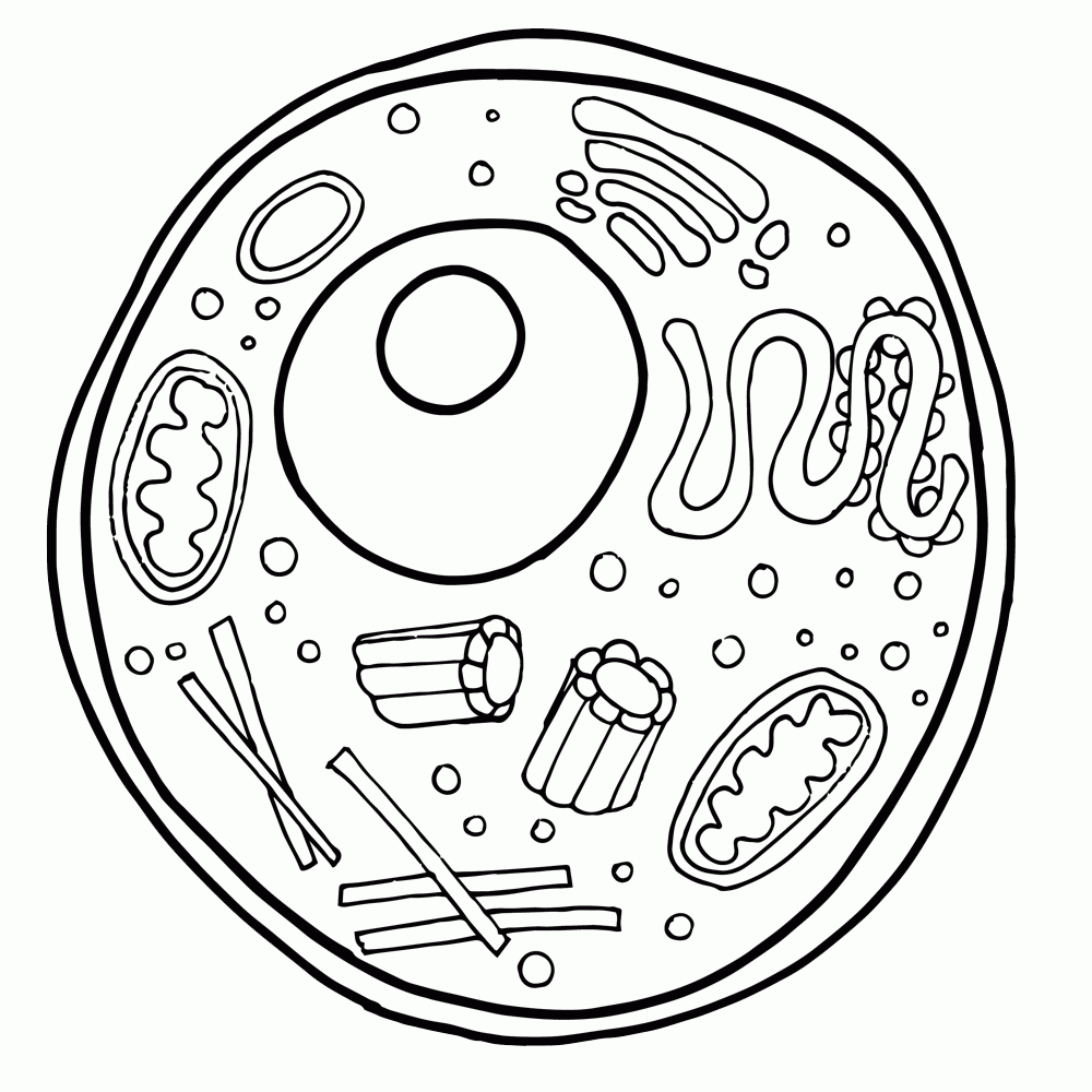 Cell Structure Coloring Pages To Download And Print For Free