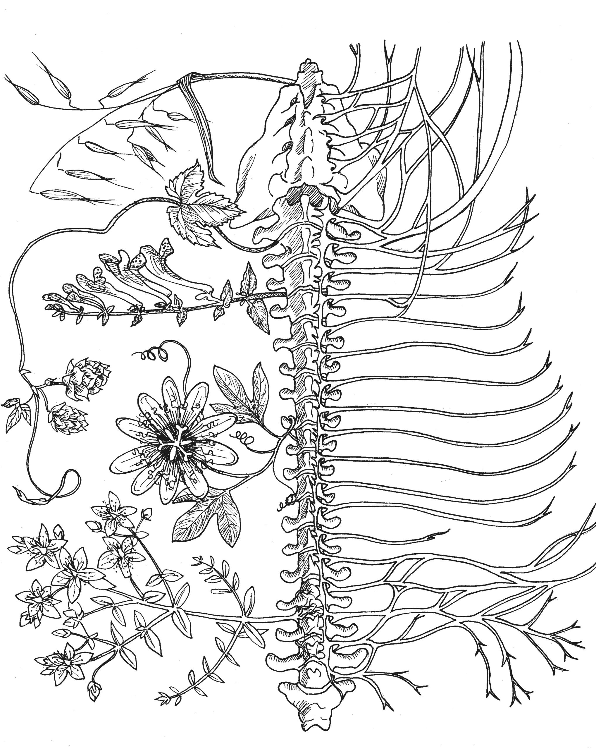 Central Nervous System Coloring Page Sketch Coloring Page