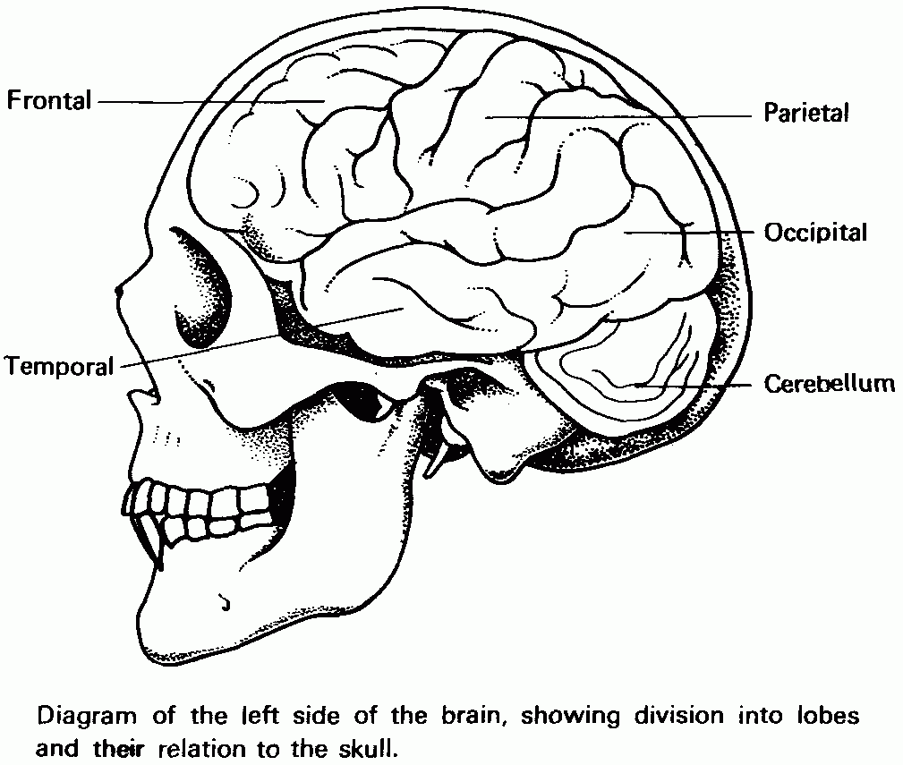 Central Nervous System Coloring Page Sketch Coloring Page