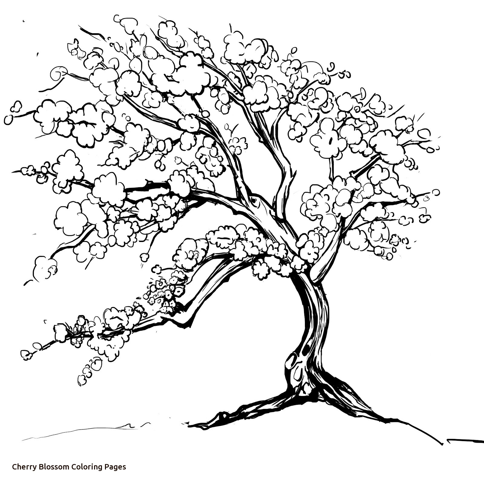 Cherry Blossom Coloring Page At GetColorings Free Printable Colorings Pages To Print And Color