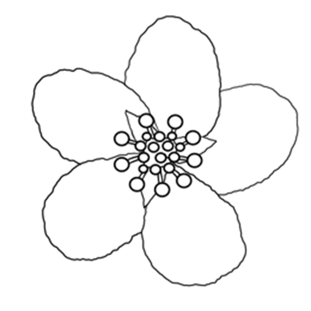 Cherry Blossom Coloring Page At GetColorings Free Printable Colorings Pages To Print And Color