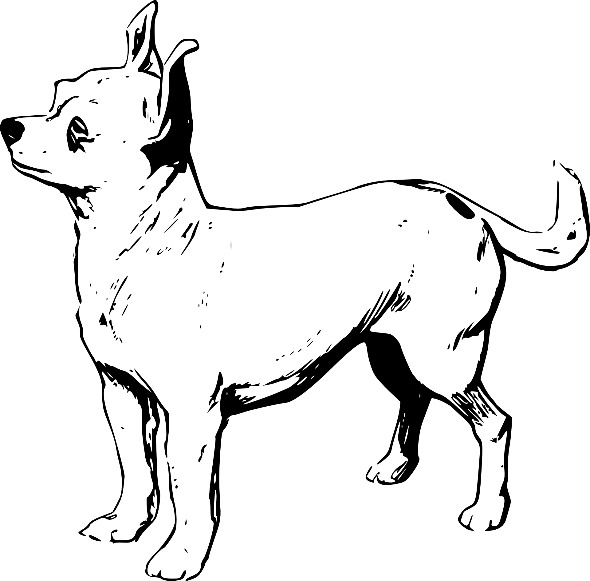 Chihuahua Kolorowanka Do Druku
