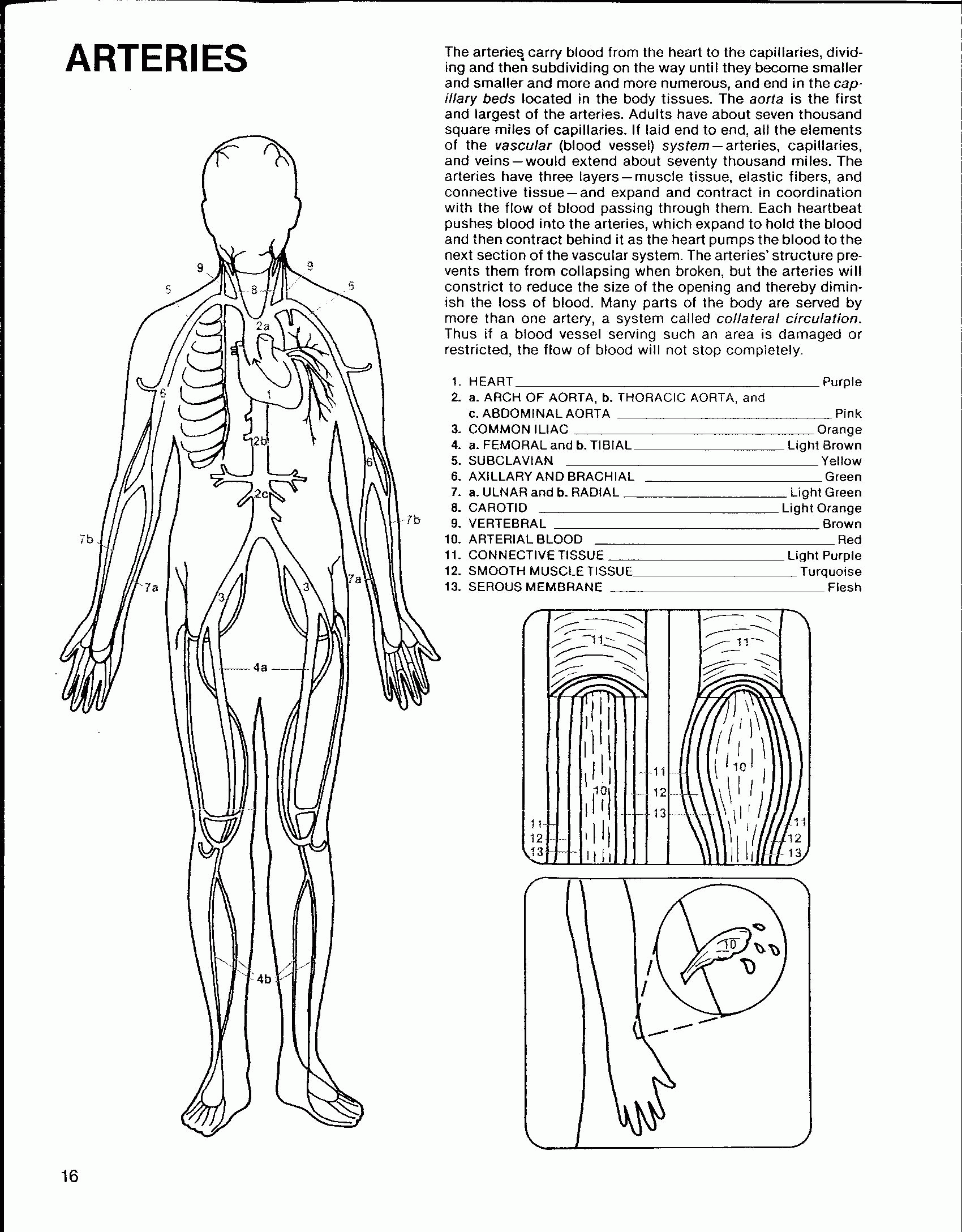 Circulatory System Coloring Page Coloring Home
