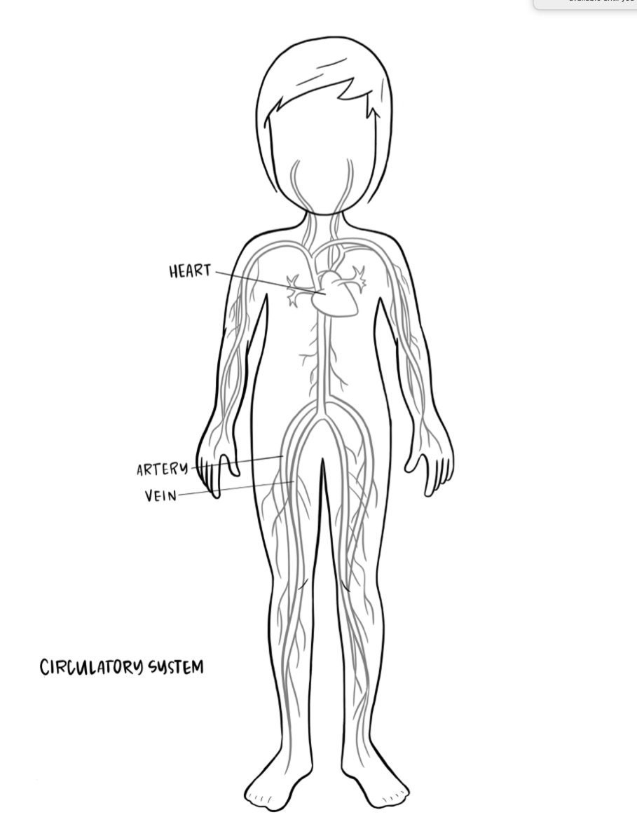 Circulatory System Coloring Page
