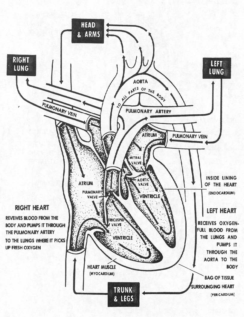 Circulatory System For Kids Coloring Pages Coloring Home
