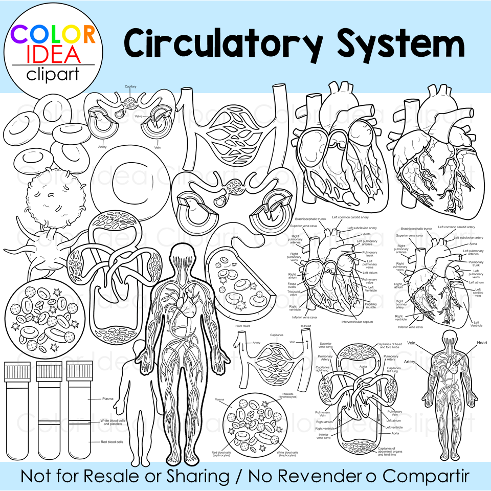 Circulatory System Coloring Page