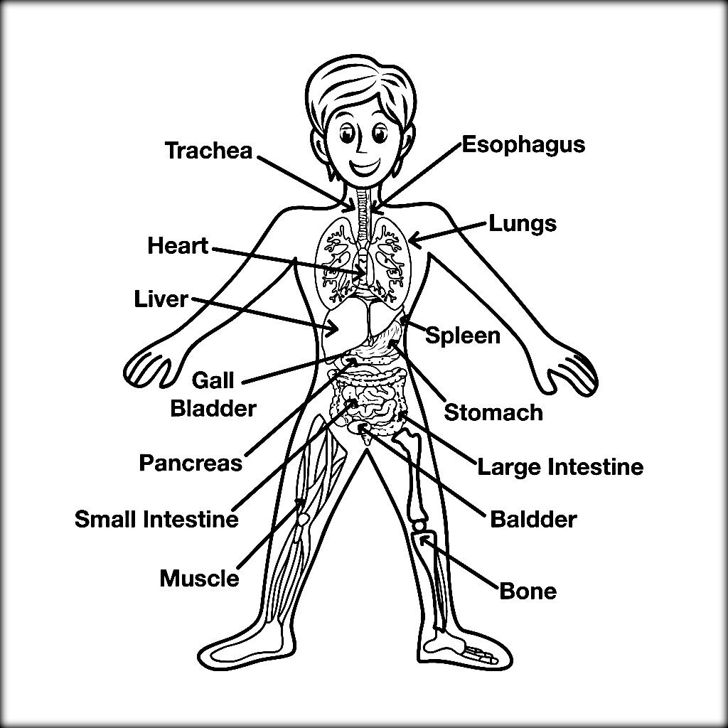 College Human Anatomy Coloring Pages Coloring Pages