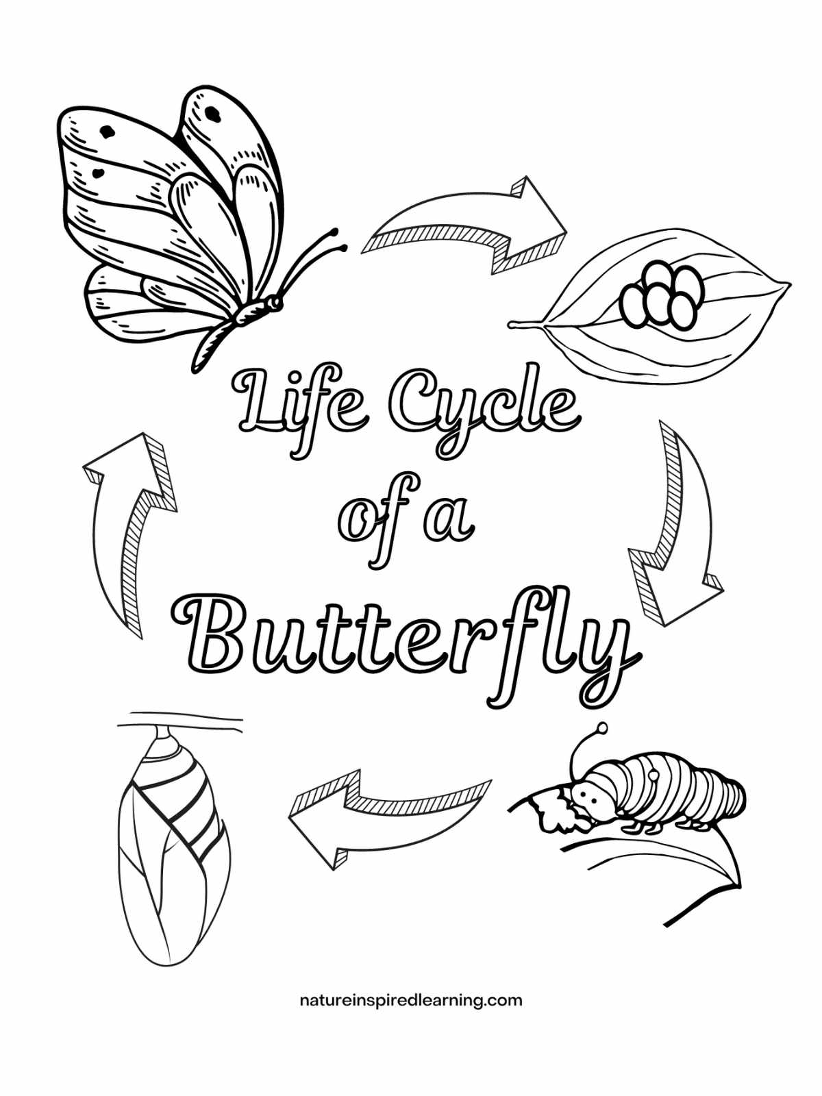 Coloring Pages Caterpillar To Butterfly