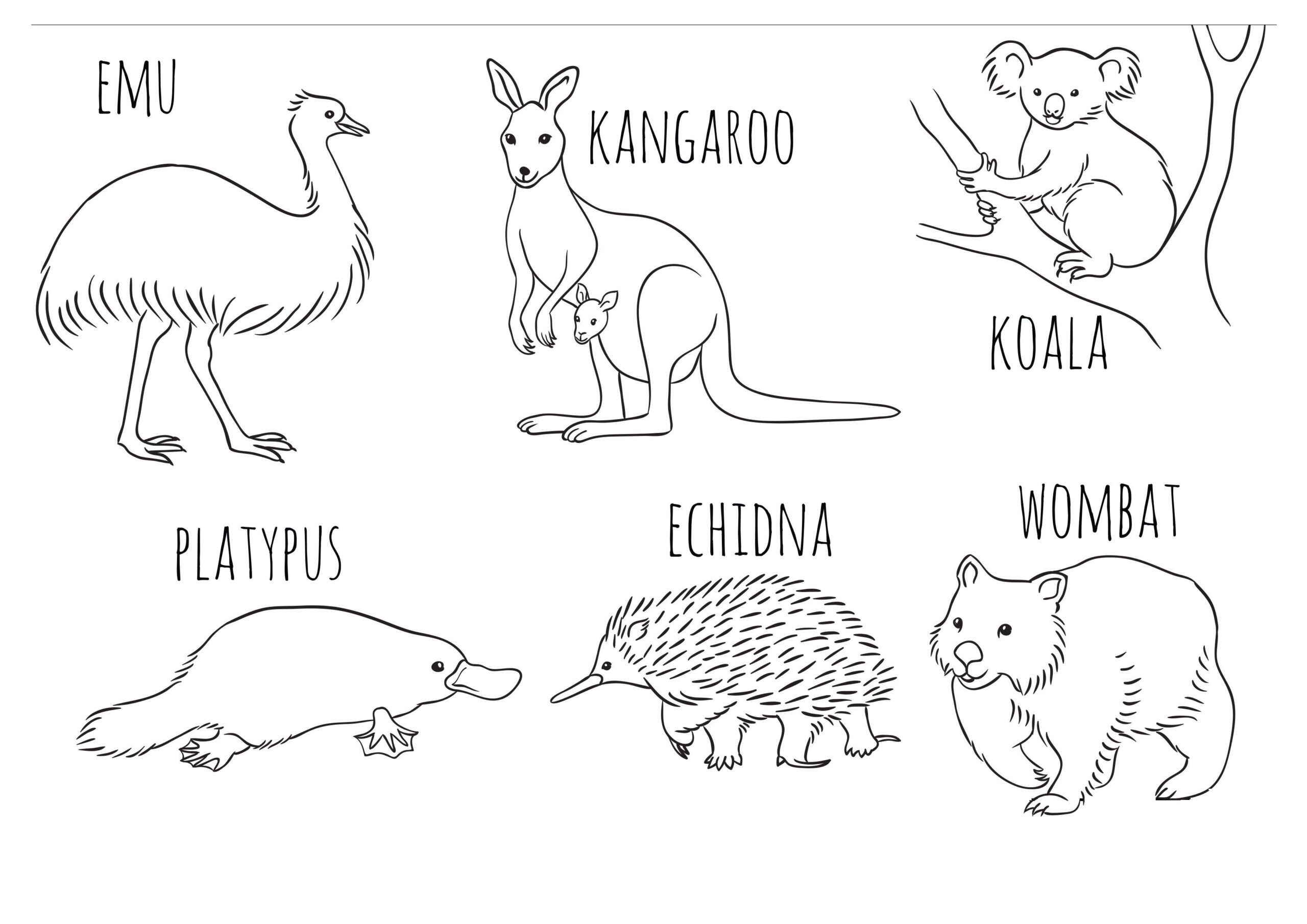 Coloring Pages Of Australian Animals