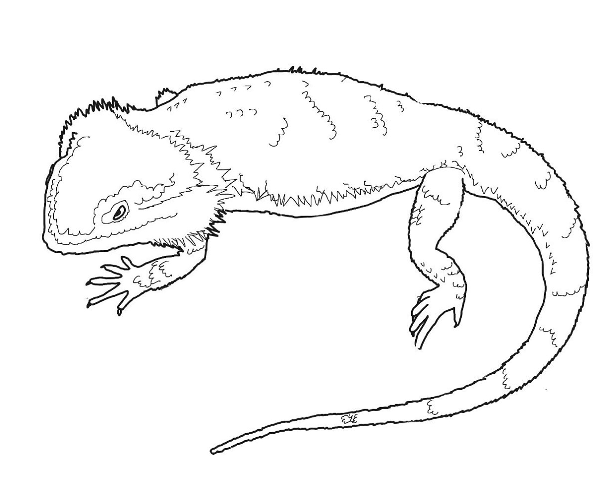 Colouring Pictures Of Bearded Dragons Coloring Pages