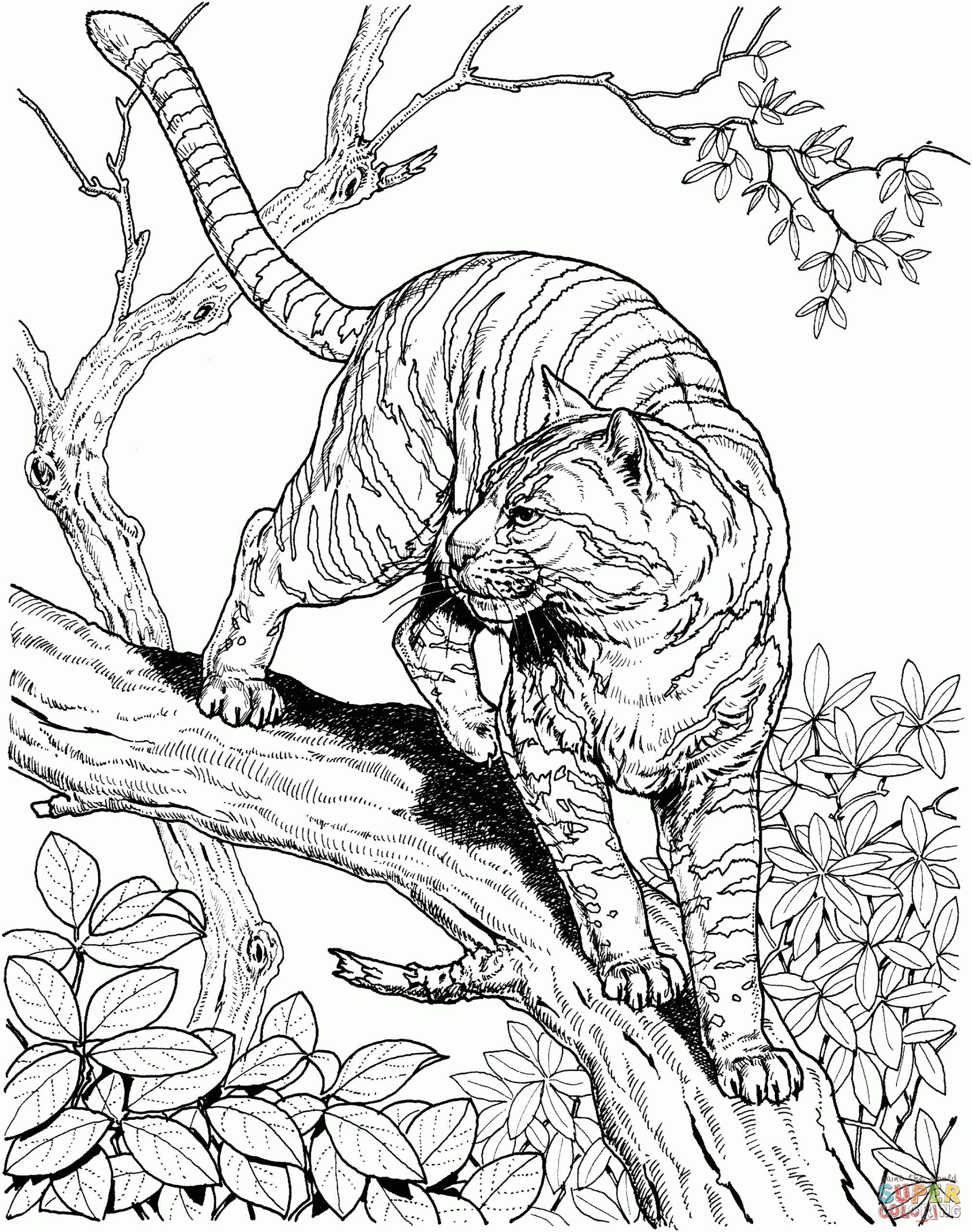 Cool Animal Coloring Pages Coloring Home