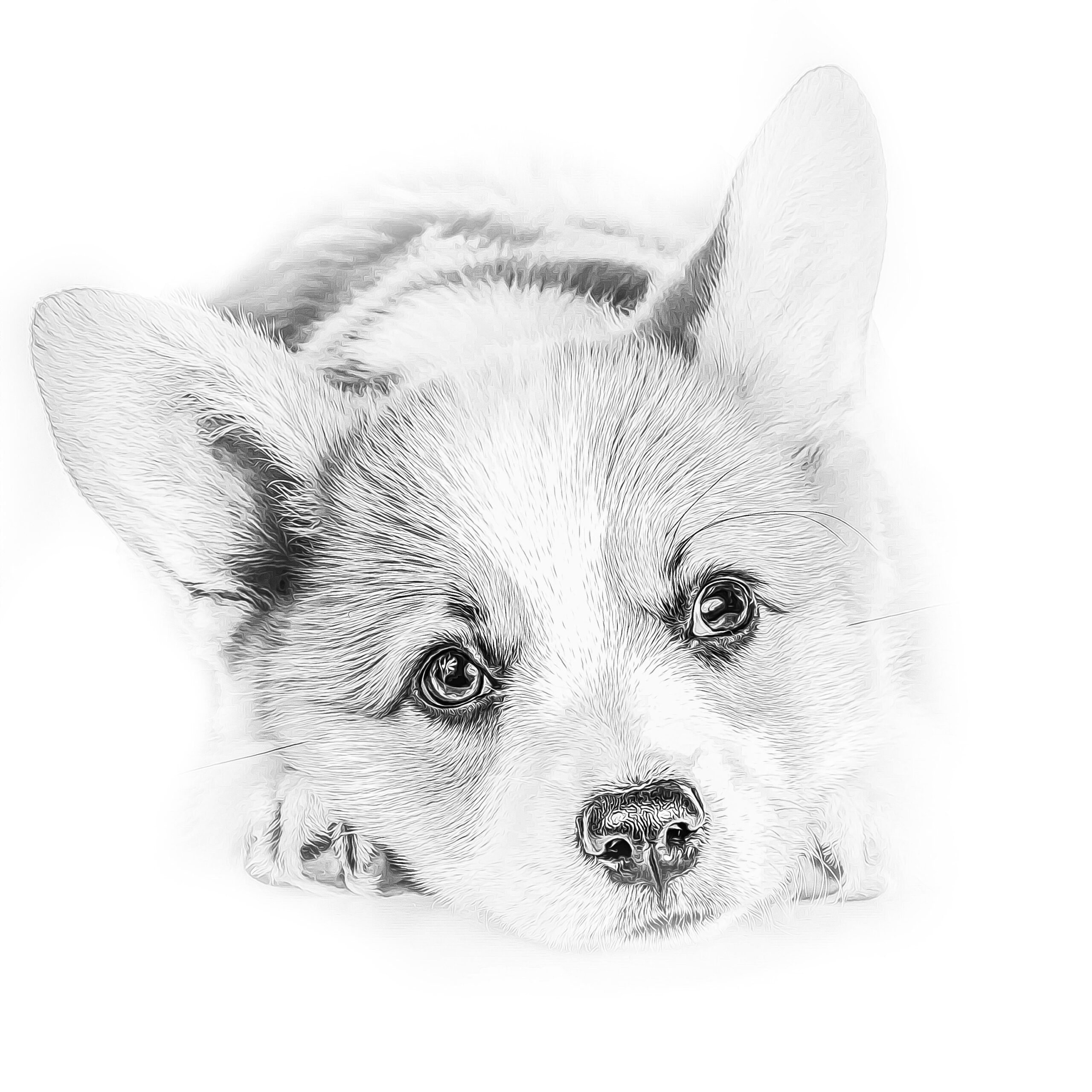 Corgi Coloring Page Dog Adult Coloring Page Realistic For Dog Etsy