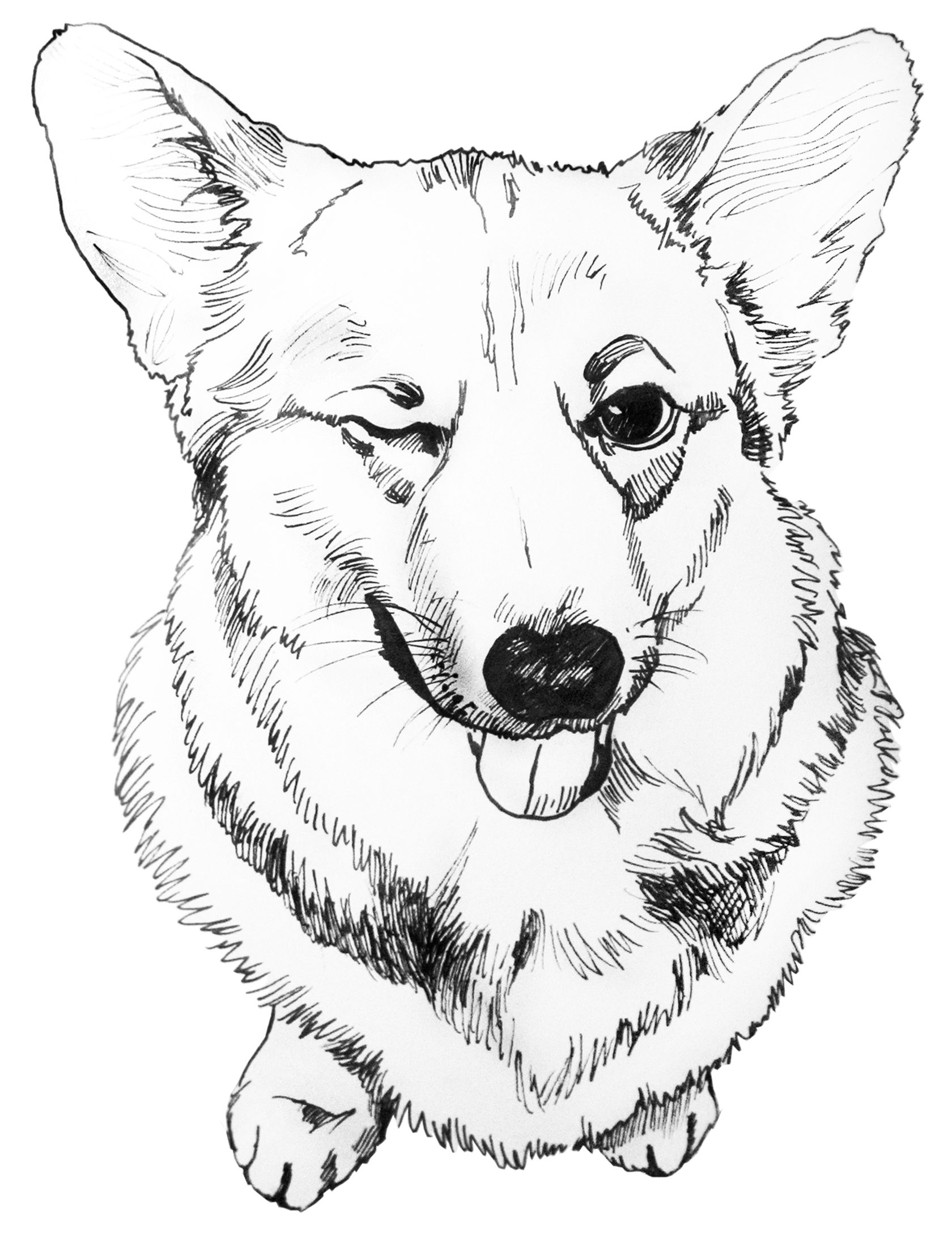 Corgi Puppy Coloring Pages Sketch Coloring Page