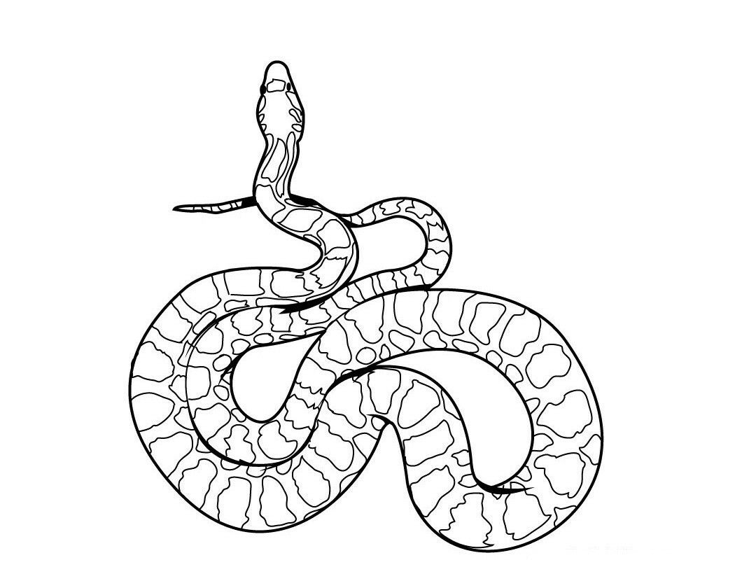 Corn Snake Snake Coloring Pages Animal Coloring Pages Coloring Pages