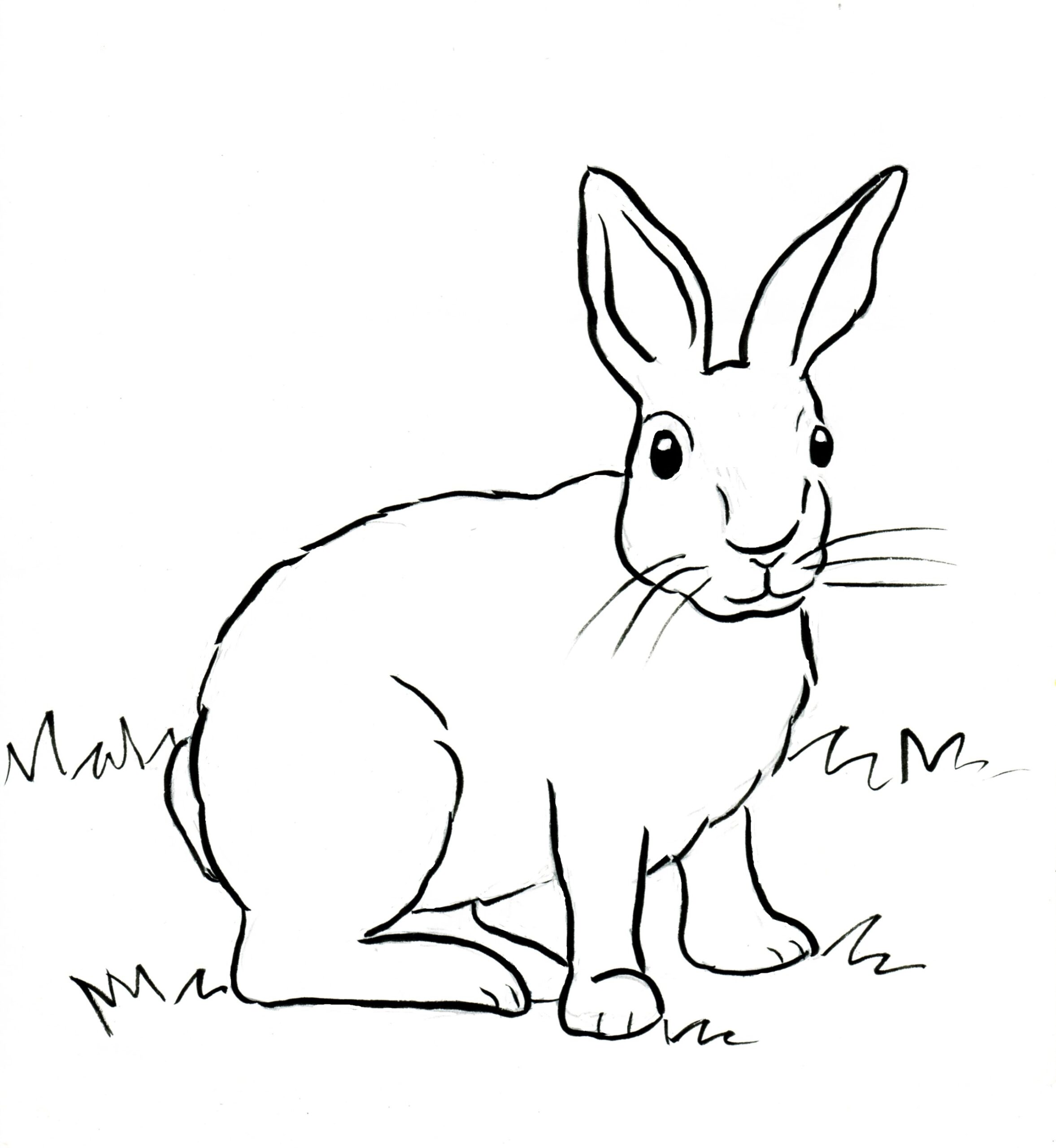 Cottontail Rabbit Coloring Page Samantha Bell