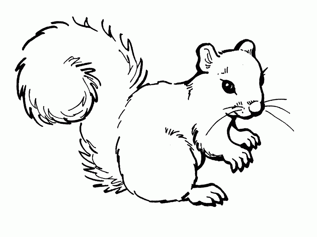 Cute Cartoon Baby Squirrel Coloring Pages Coloring Pages