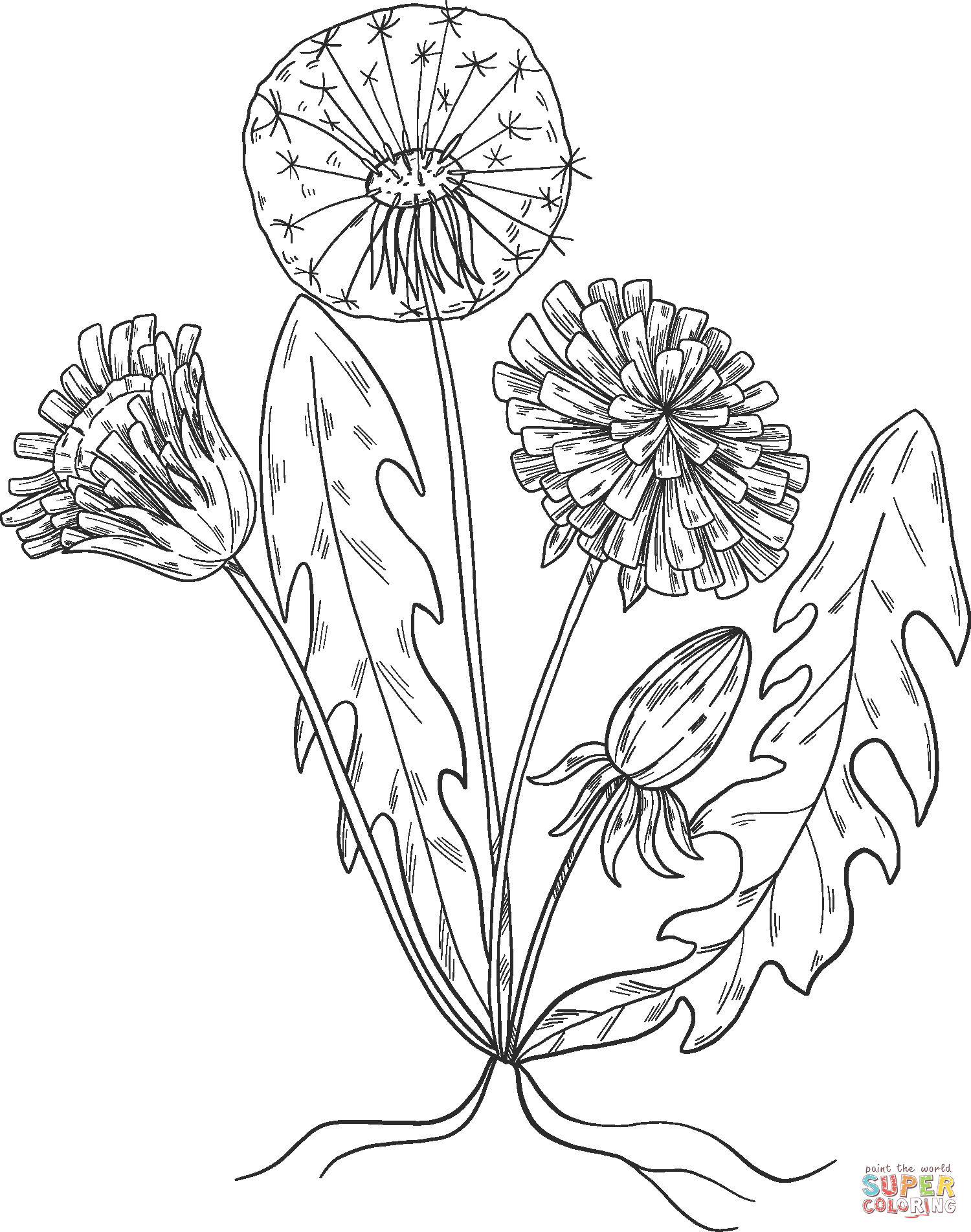 Dandelion Coloring Pages Coloring Home