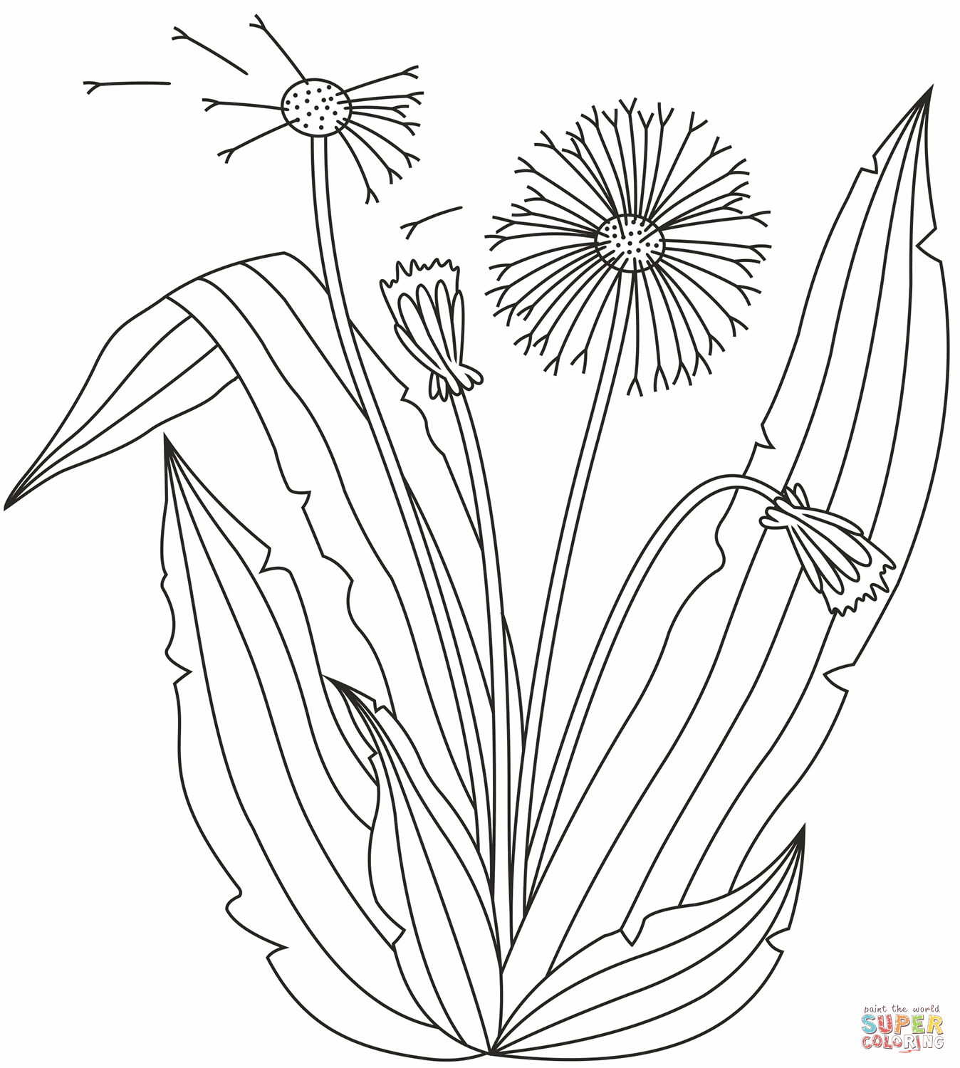 Dandelion Coloring Pages Coloring Home