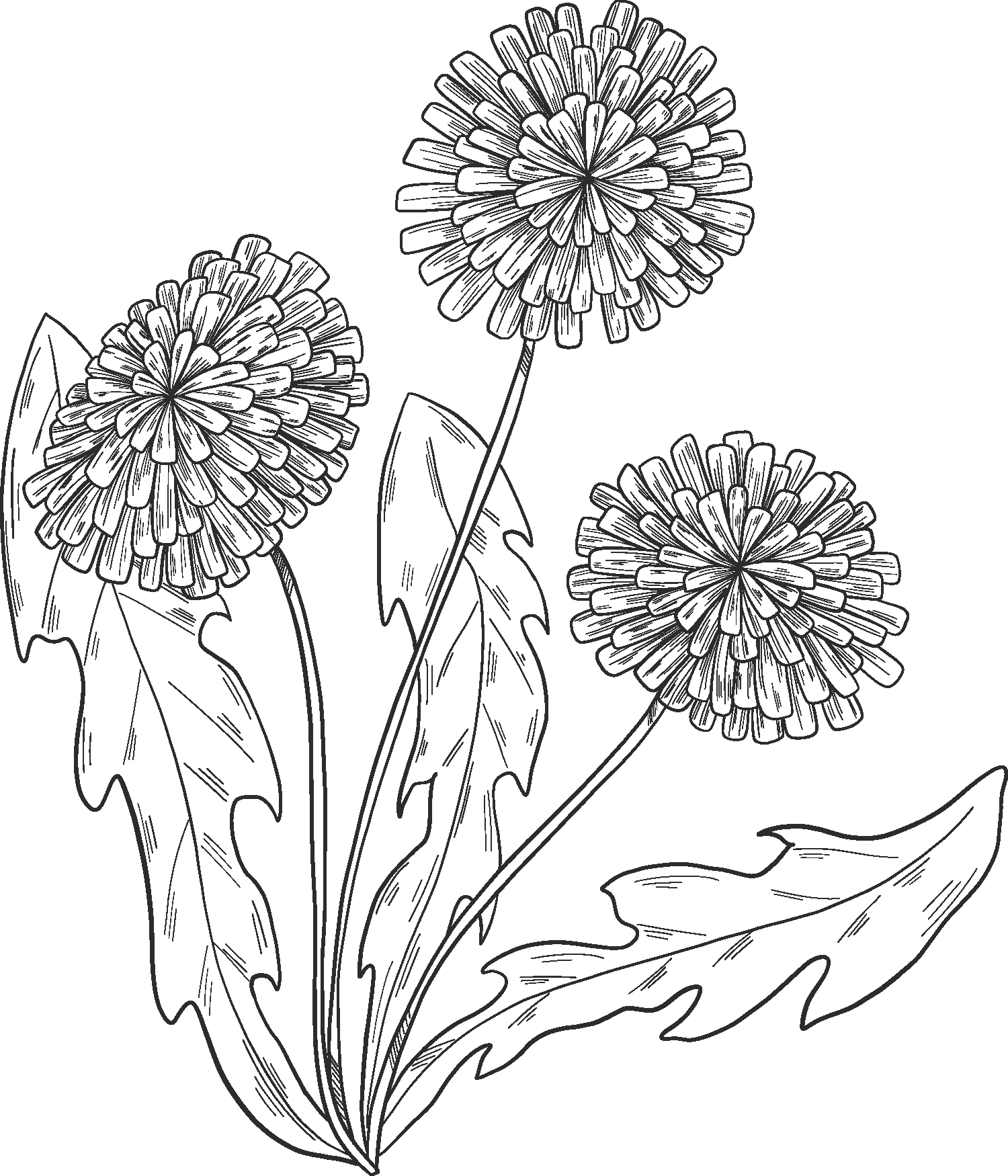 Dandelion Plant Coloring Page ColouringPages