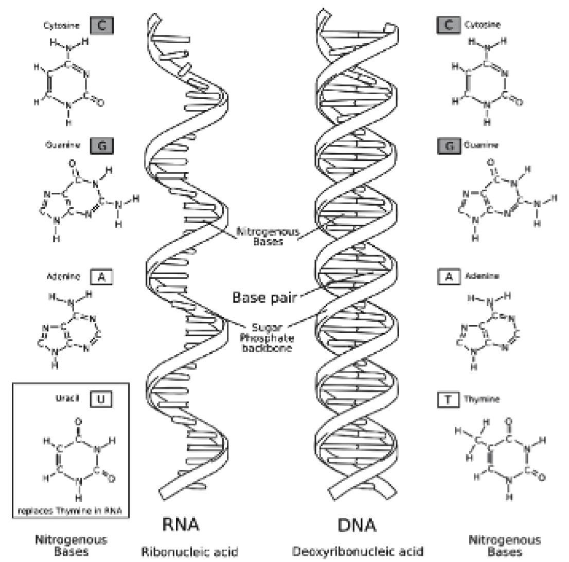 Dna Coloring Worksheet Labeled Coloring Pages