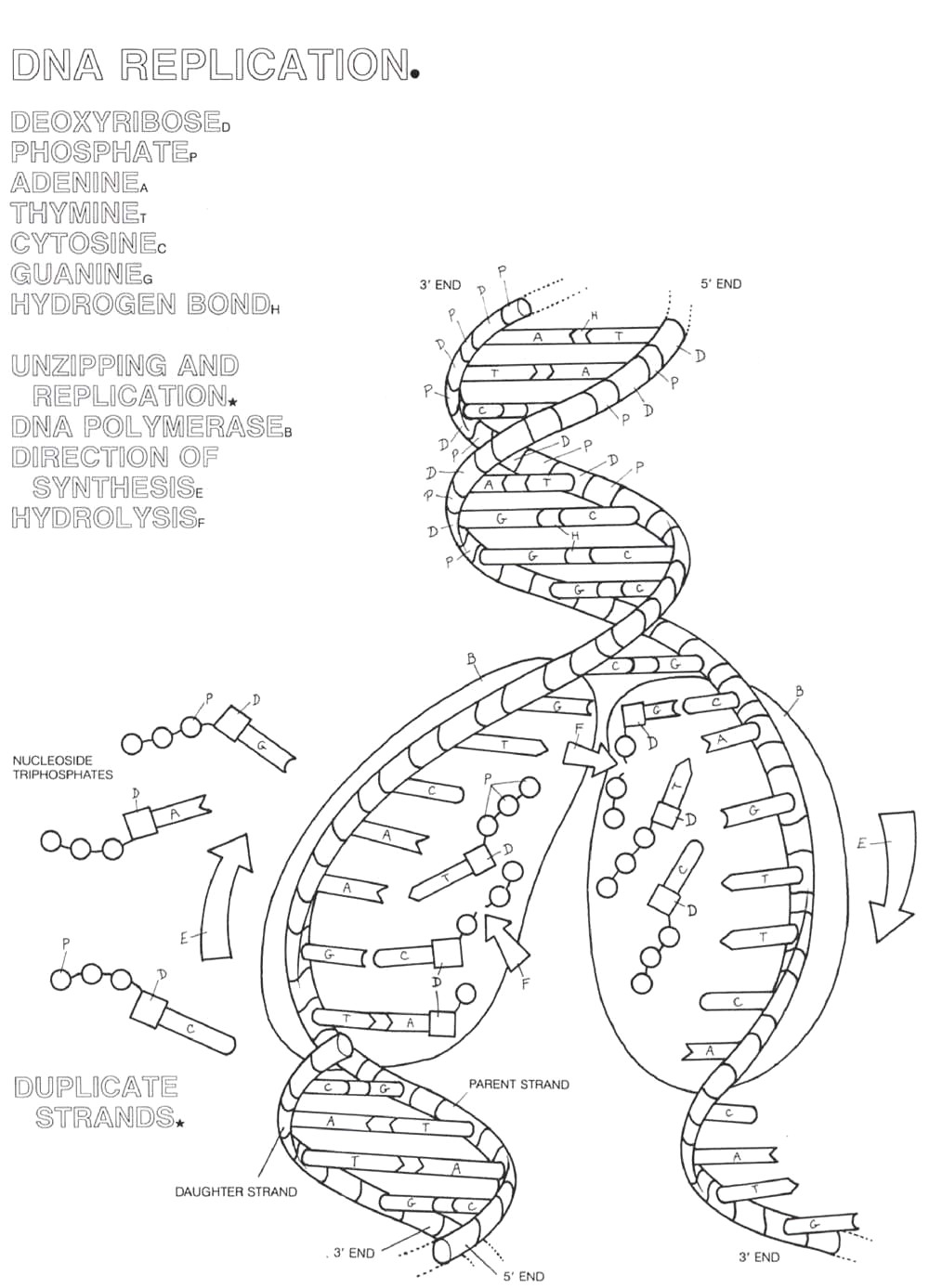 DNA Replication Coloring Page Coloring Home