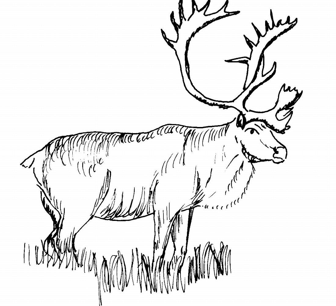 Elk Coloring Pages Best Coloring Pages For Kids