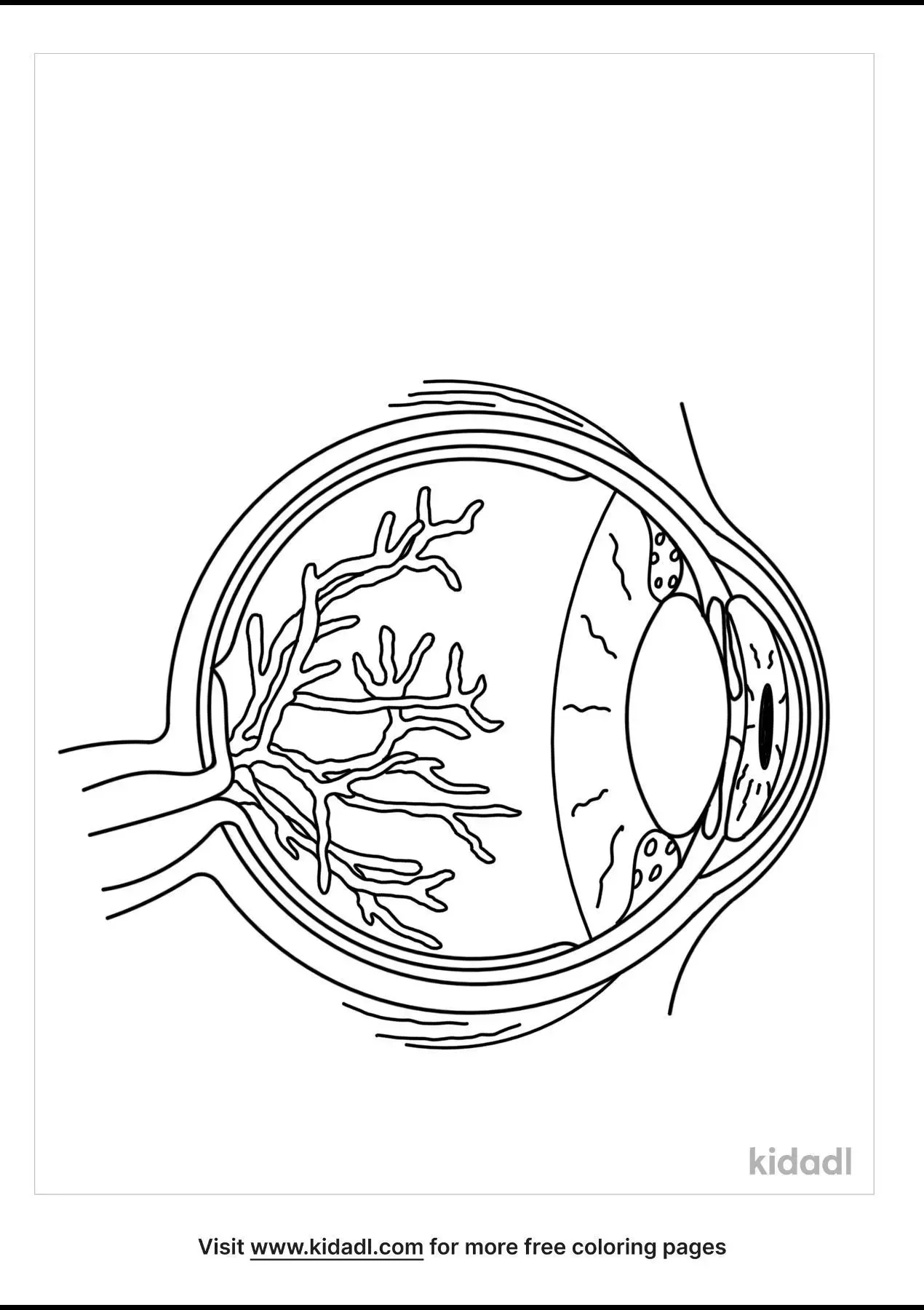 Eye Anatomy Coloring Page
