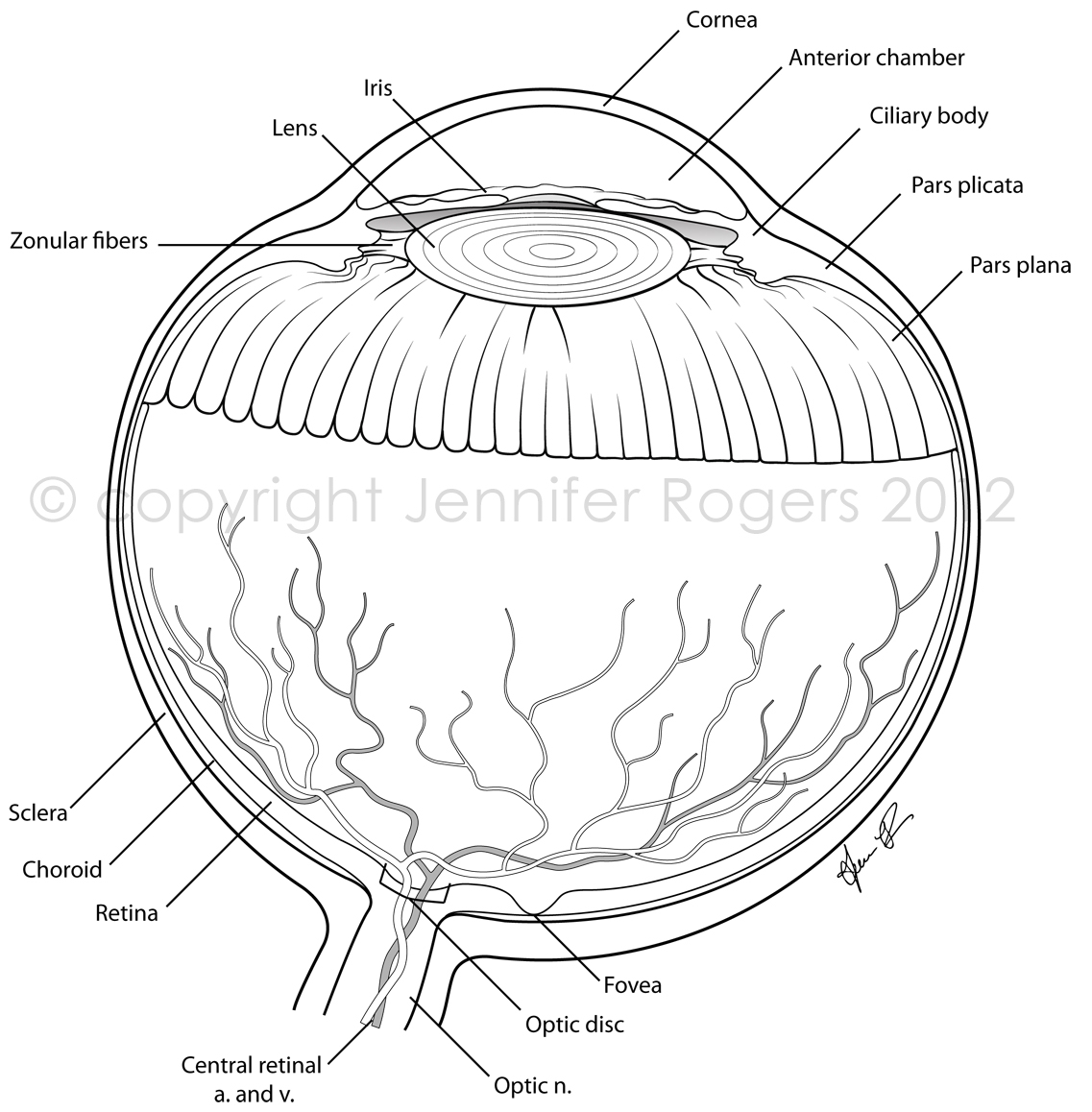 Eye Coloring Pages Printable At GetColorings Free Printable Colorings Pages To Print And Color