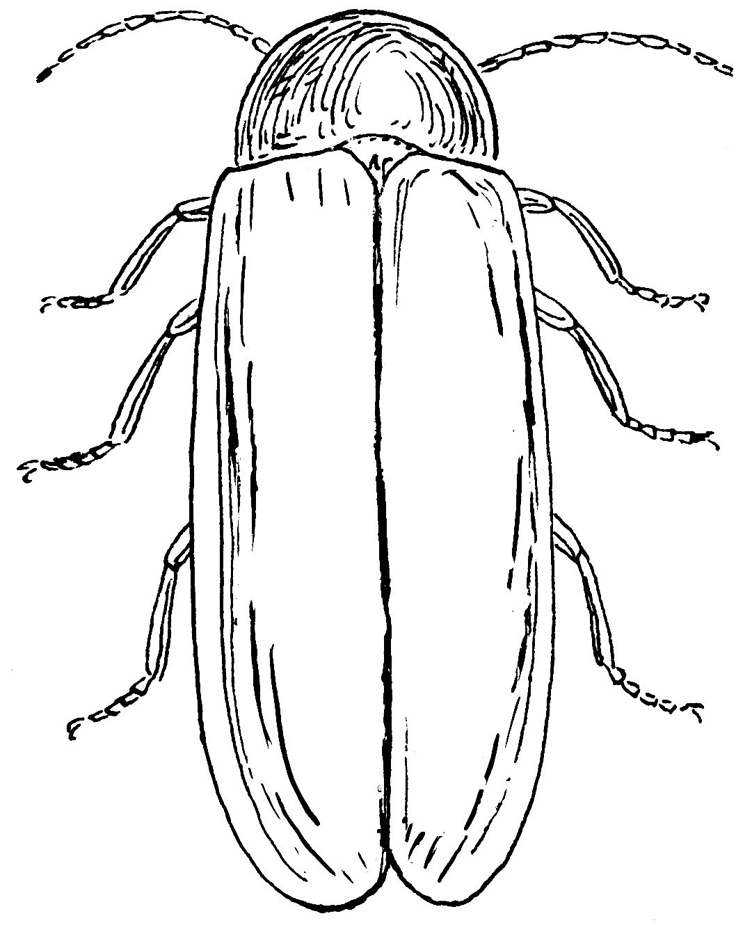 Firefly Coloring Page At GetColorings Free Printable Colorings Pages To Print And Color