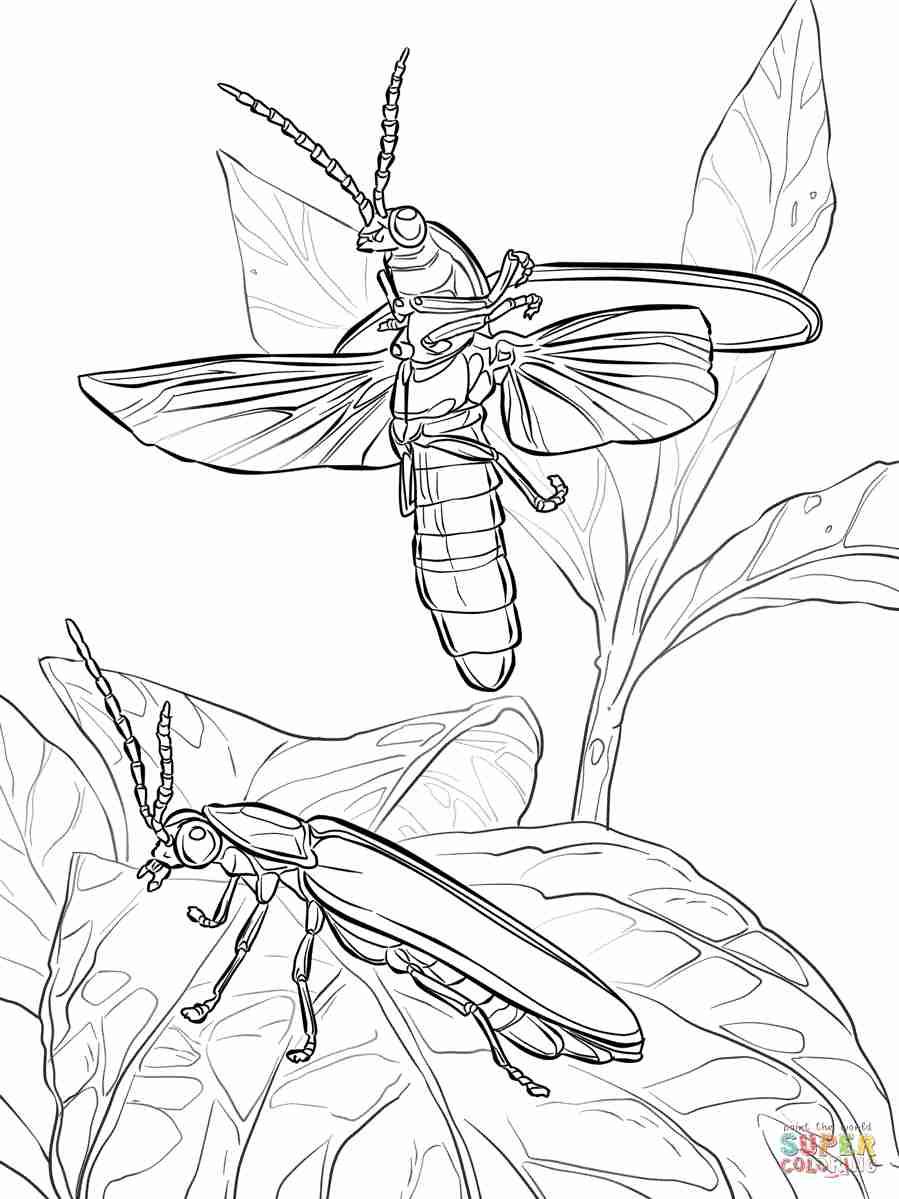 Firefly Coloring Page At GetColorings Free Printable Colorings Pages To Print And Color