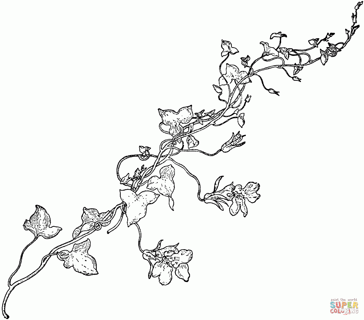 Flower Vines Drawing At GetDrawings Free Download