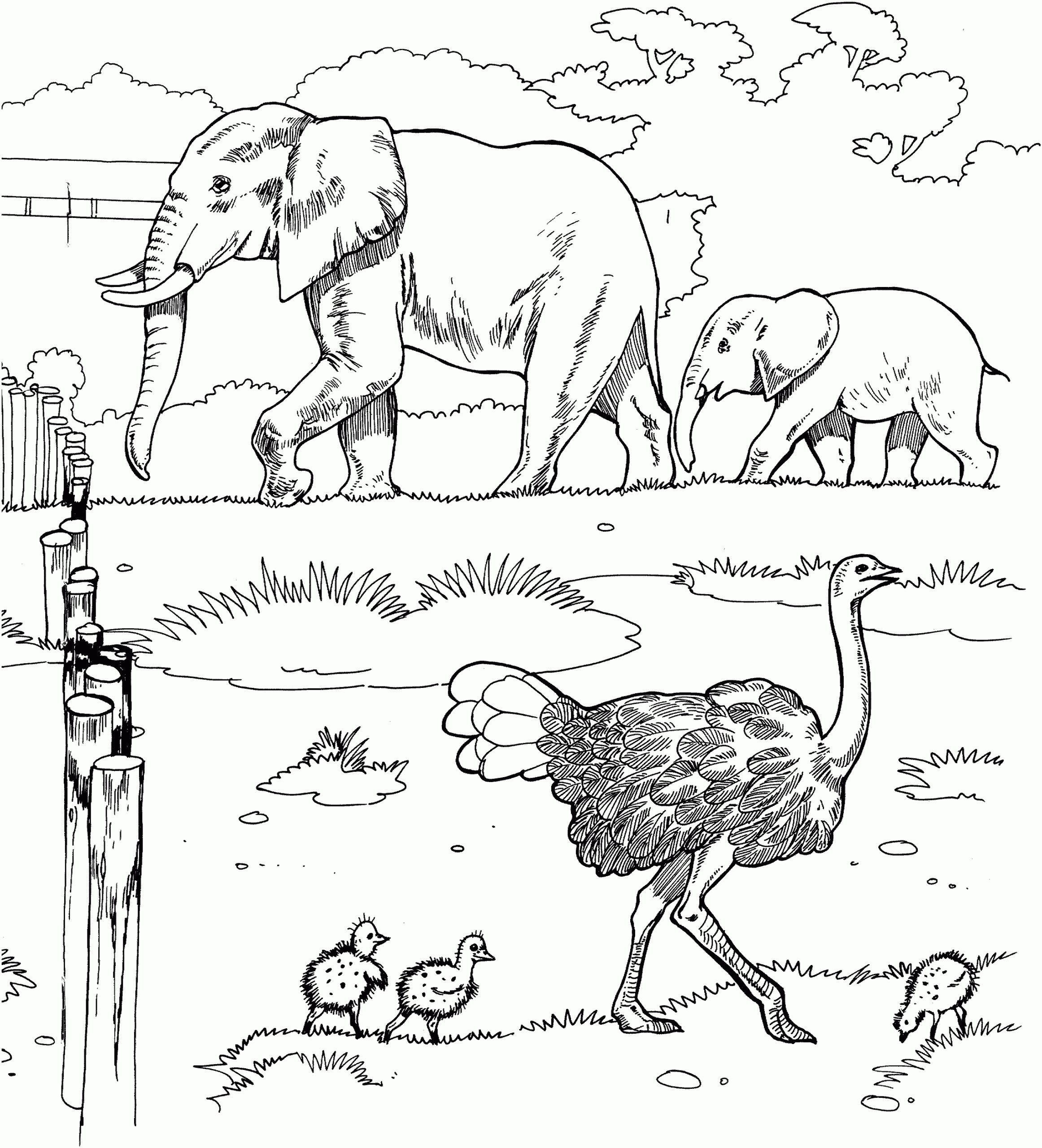Free African Safari Animals Coloring Pages Download Free African Safari Animals Coloring Pages