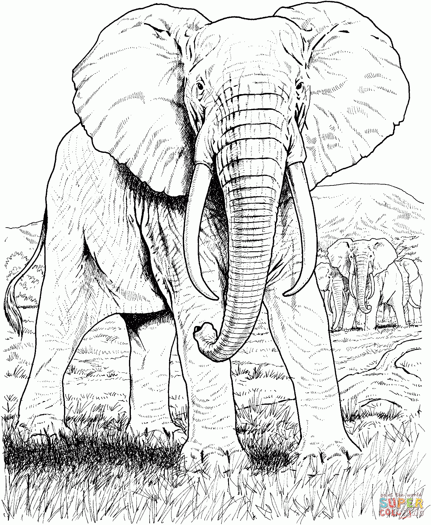 Free African Safari Animals Coloring Pages Download Free African Safari Animals Coloring Pages